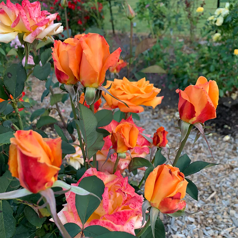 Chris Evert™ Hybrid Tea Rose - Image 3
