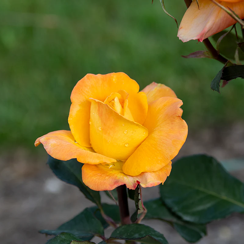 Chris Evert™ Hybrid Tea Rose - Image 4
