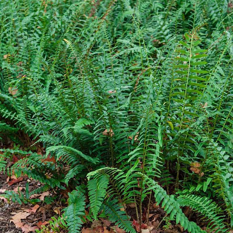 Christmas Fern - Image 2