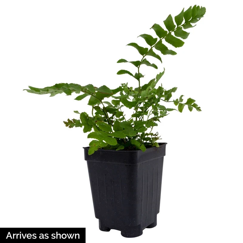 Christmas Fern - Image 3