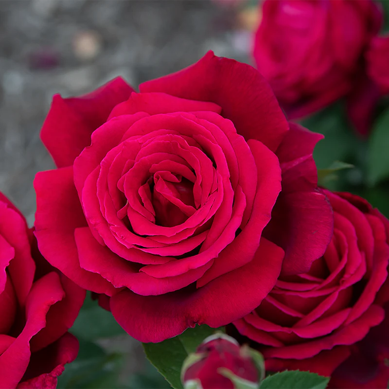 Chrysler Imperial Hybrid Tea Rose - Image 2