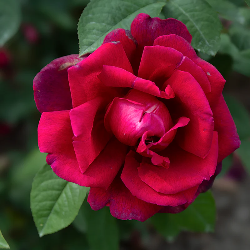 Chrysler Imperial Hybrid Tea Rose - Image 3