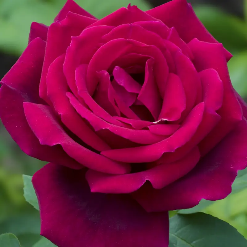 Chrysler Imperial Hybrid Tea Rose - Image 4