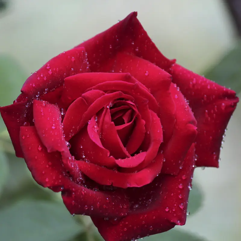 Chrysler Imperial Hybrid Tea Rose - Image 5