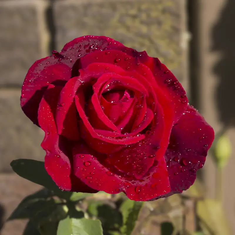 Chrysler Imperial Hybrid Tea Rose - Image 6