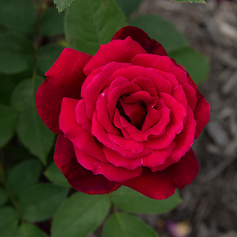 Chrysler Imperial Hybrid Tea Rose - Image 7