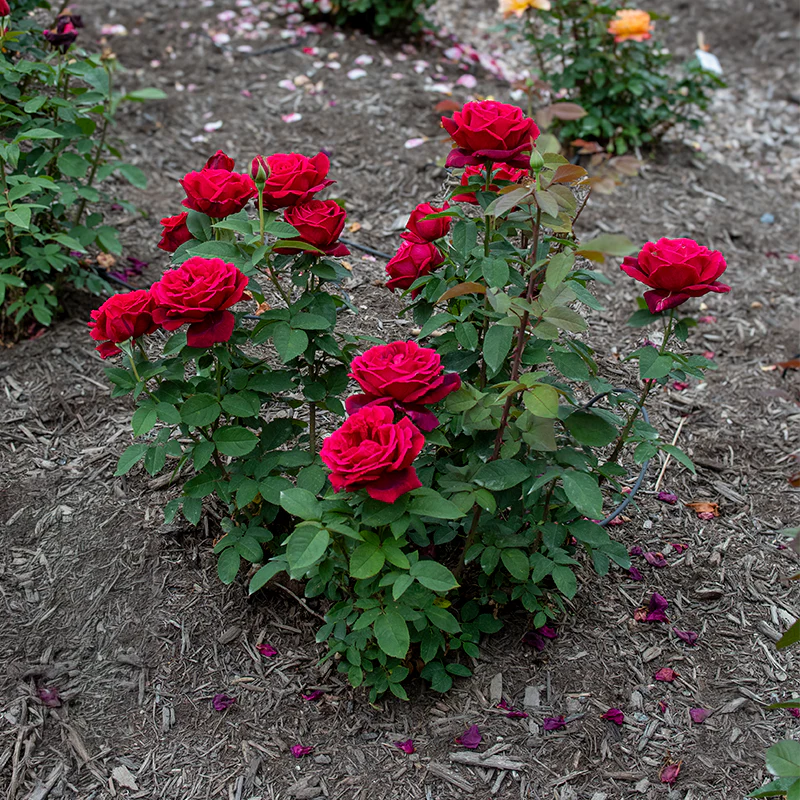 Chrysler Imperial Hybrid Tea Rose - Image 8