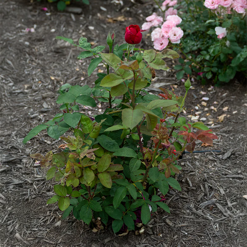 Chrysler Imperial Hybrid Tea Rose - Image 9