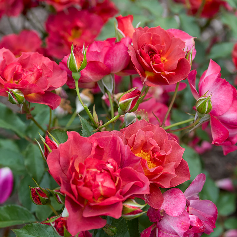 Cinco de Mayo™ Floribunda Rose - Image 4