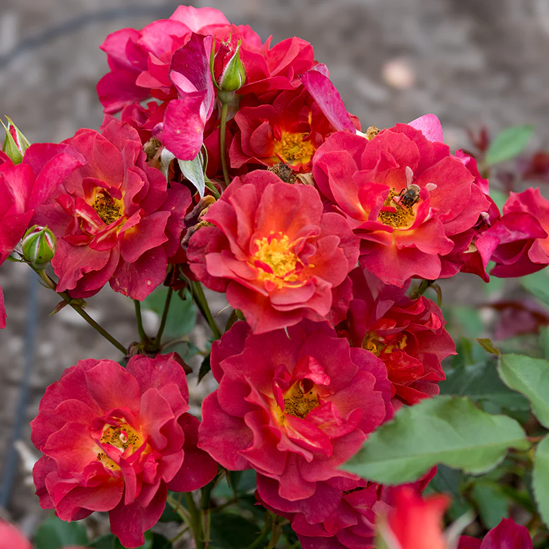 Cinco de Mayo™ Floribunda Rose - Image 5