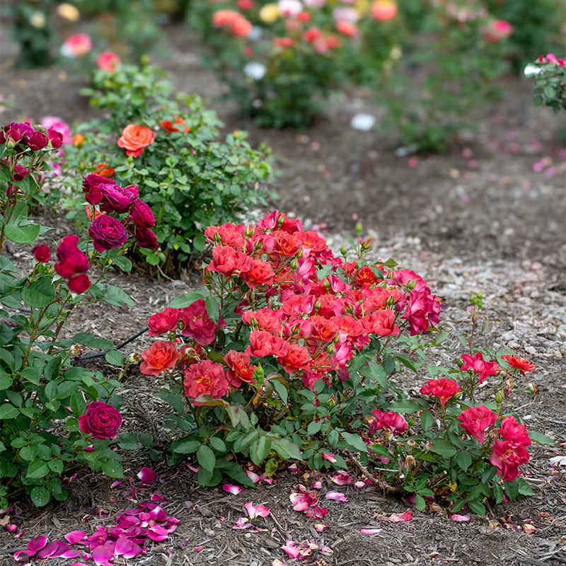 Cinco de Mayo™ Floribunda Rose - Image 6