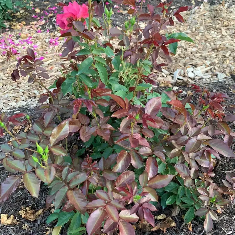 Cinco de Mayo™ Floribunda Rose - Image 7