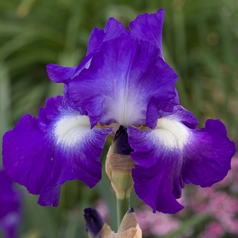 City Lights Reblooming Iris - Image 2