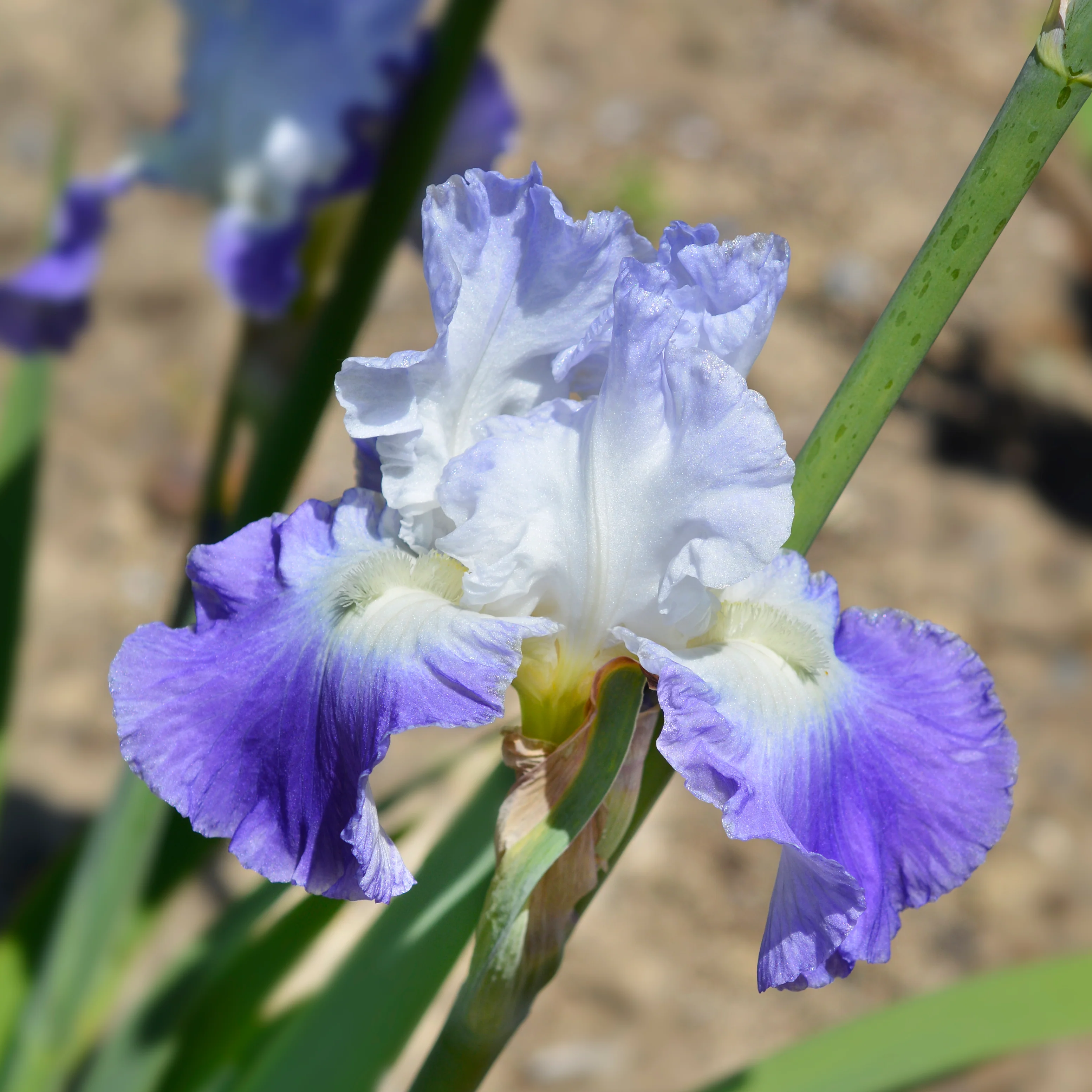 Clarence Reblooming Iris - Image 3