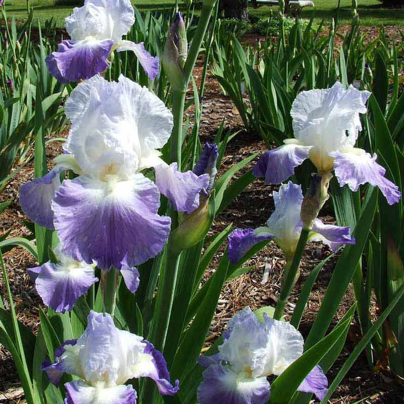 Clarence Reblooming Iris - Image 4