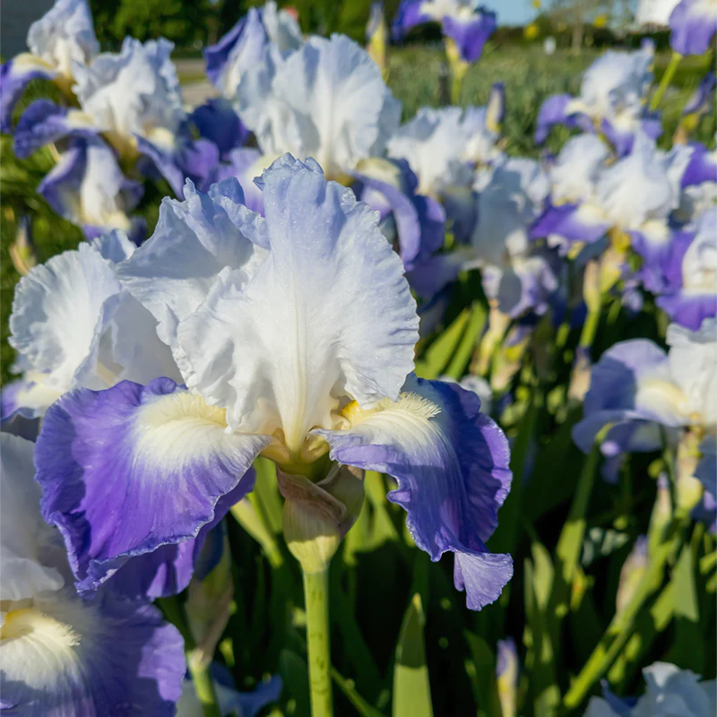 Clarence Reblooming Iris - Image 5
