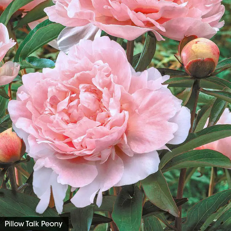 Classics for Cutting Peony Collection - Image 2