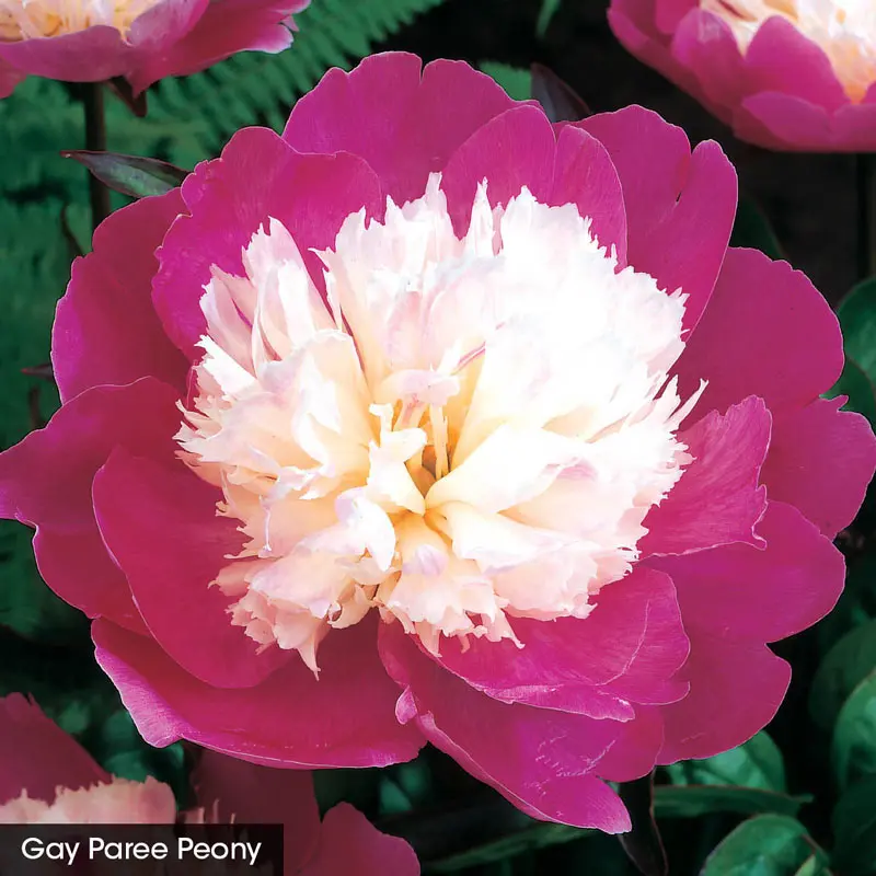 Classics for Cutting Peony Collection - Image 4