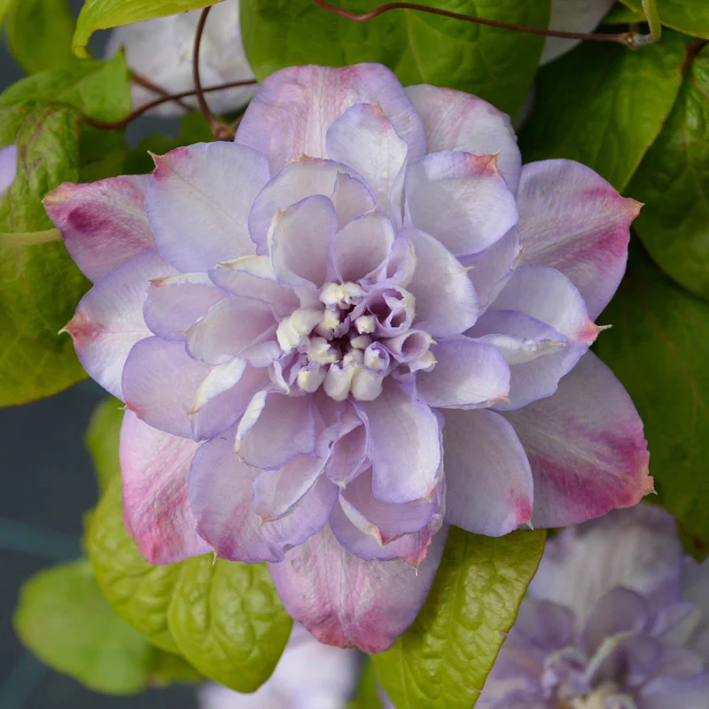 Clematis Anna’s Choice - Image 3