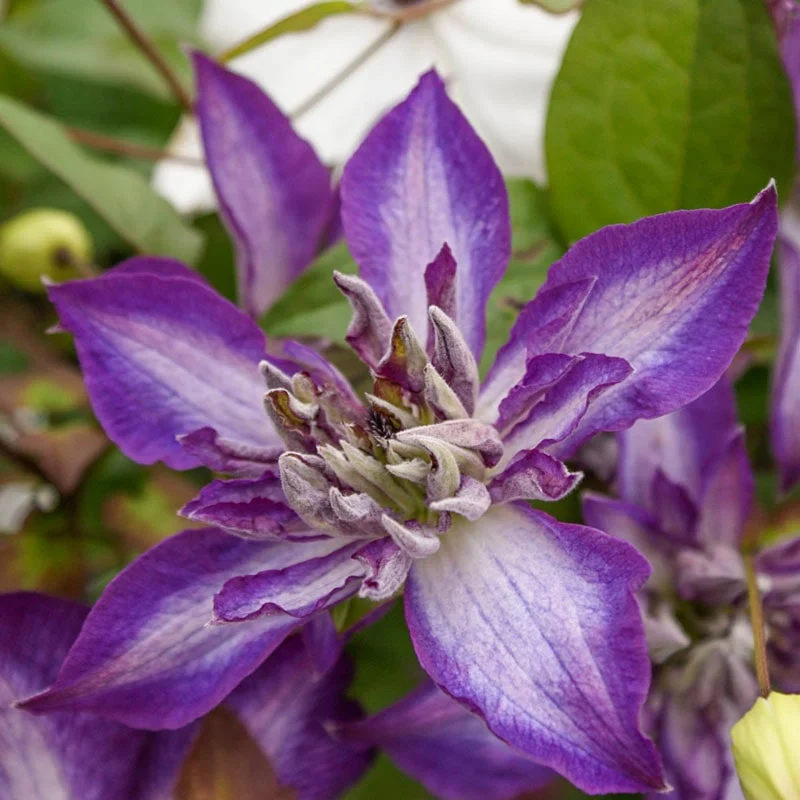 Clematis Astra Nova - Image 2