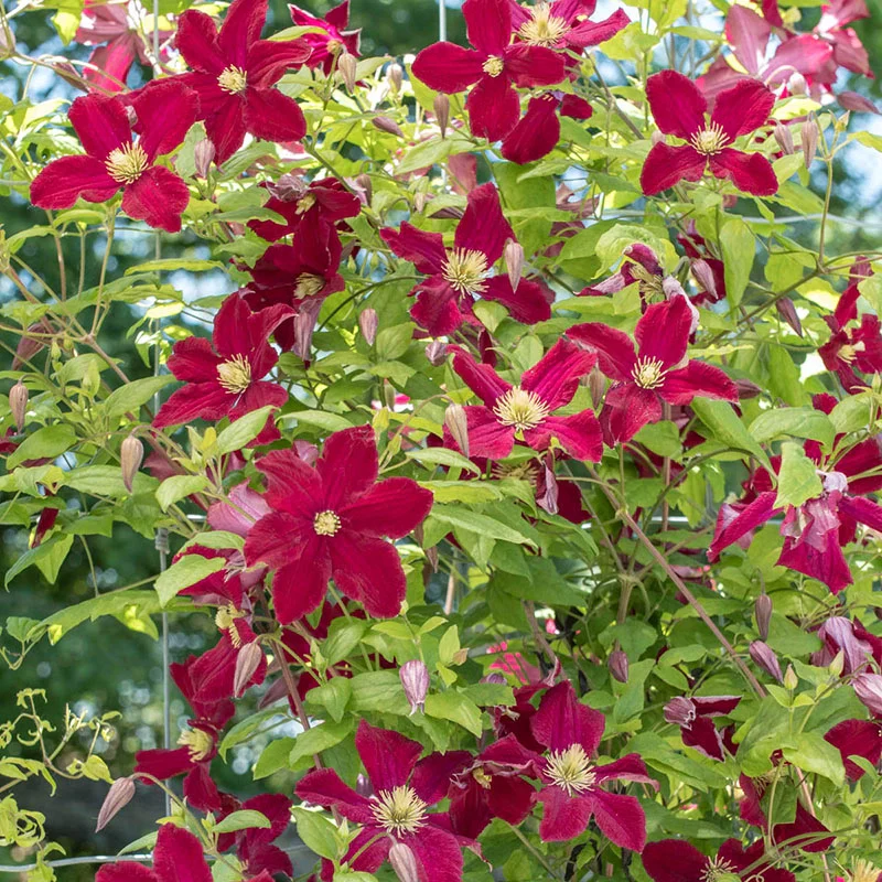 Clematis Burning Love™ - Image 3