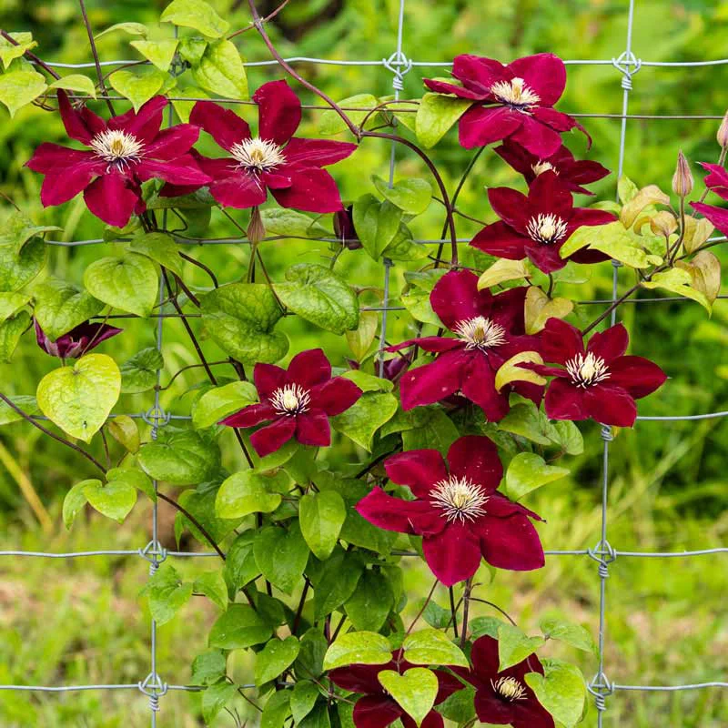 Clematis Charmaine™ - Image 2