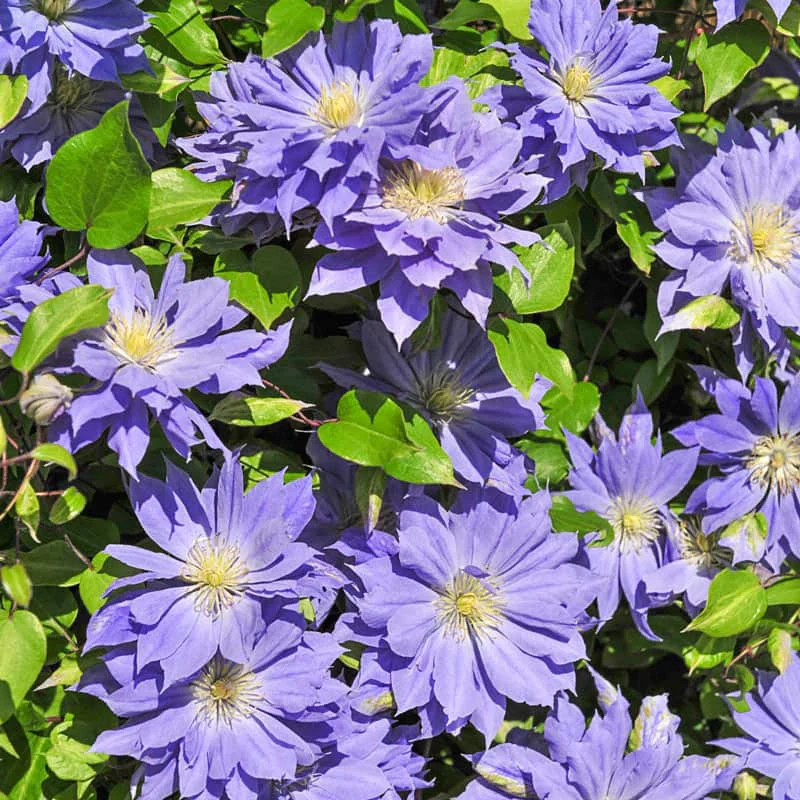Clematis Copernicus - Image 2
