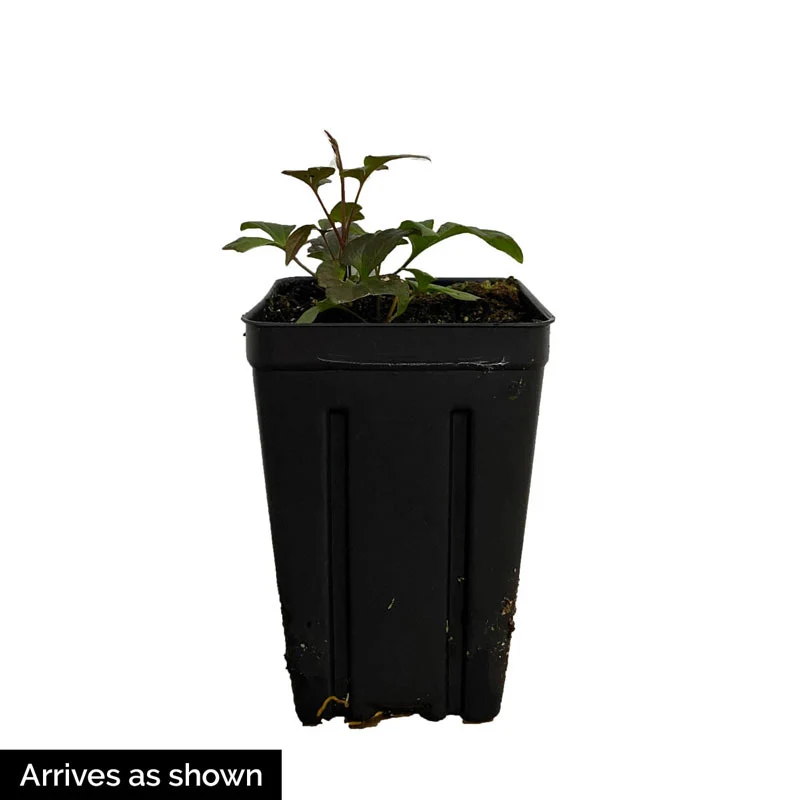 Clematis Copernicus - Image 3