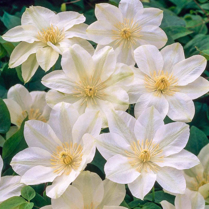 Clematis Guernsey Cream - Image 3