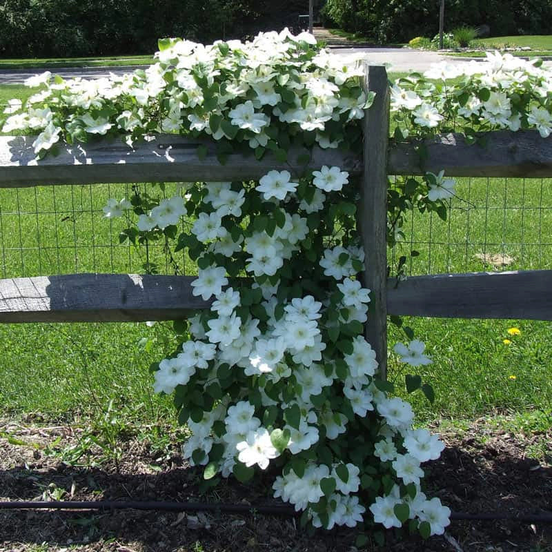 Clematis Guernsey Cream - Image 4
