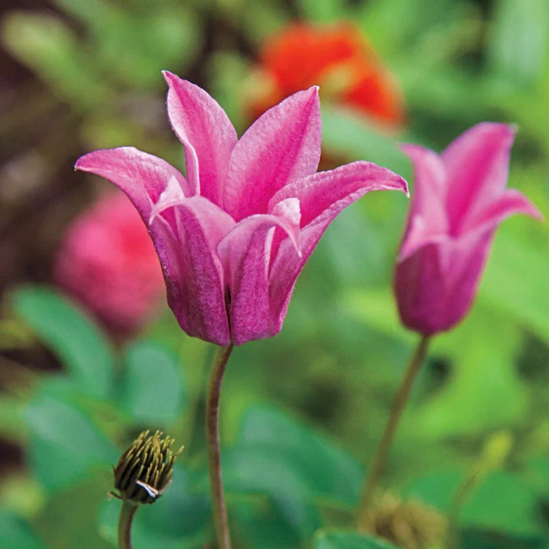 Clematis Duchess Of Albany - Image 3