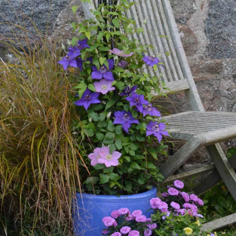 Clematis Edda™ - Image 2