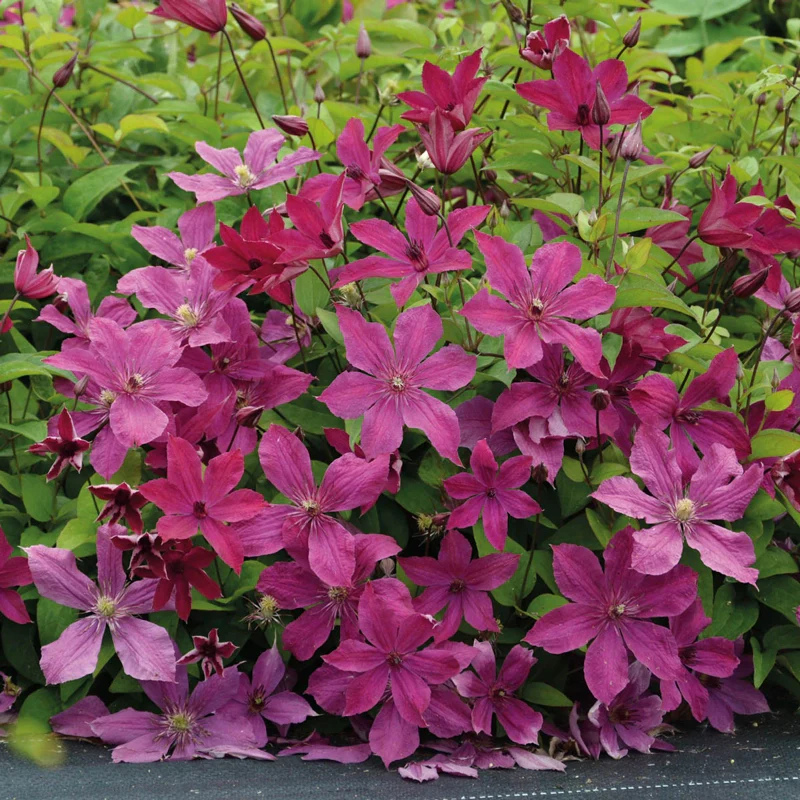 Clematis Expander - Image 3