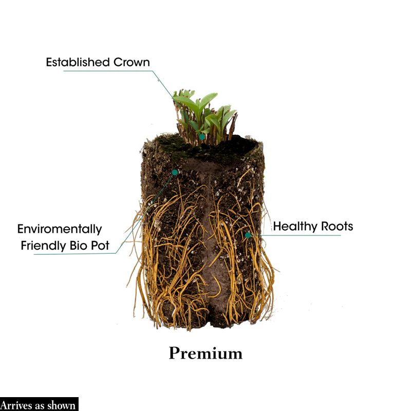 Clematis Expander - Image 4