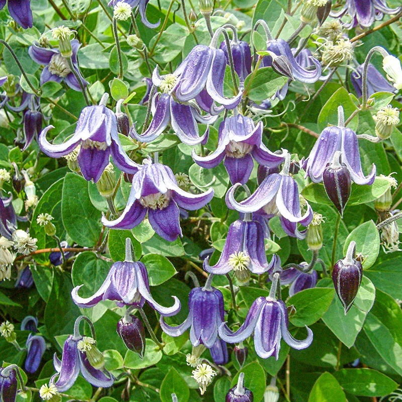 Clematis Fascination