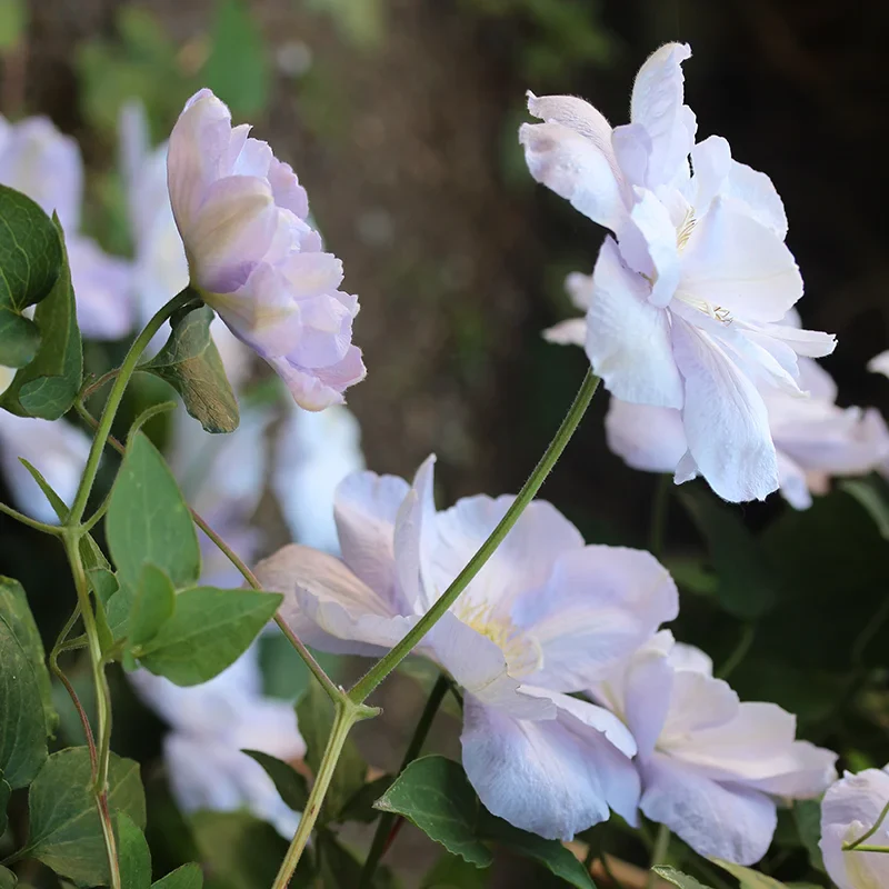 Clematis Hakuba - Image 2