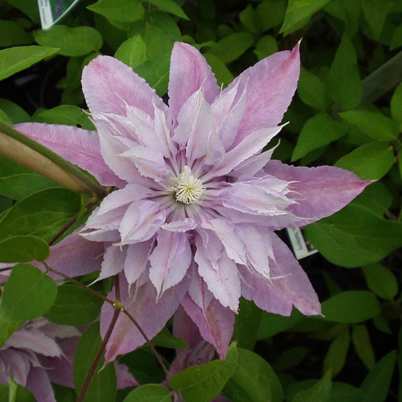 Clematis Harmony - Image 2