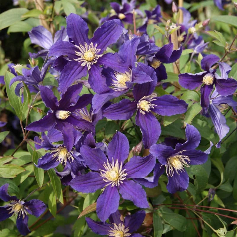 Clematis Hudson River - Image 2