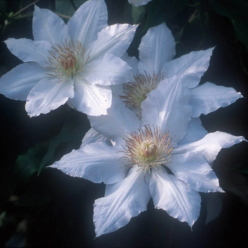 Clematis Hyde Hall™ - Image 2