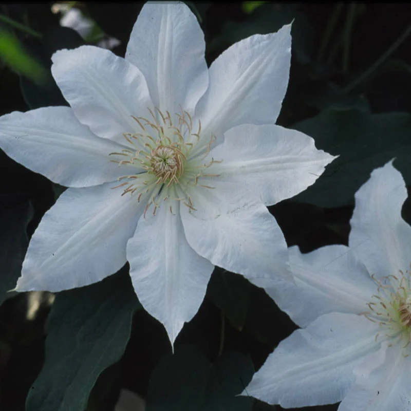 Clematis Hyde Hall™ - Image 3
