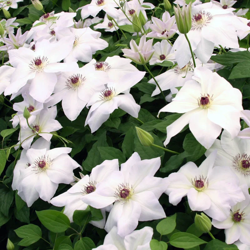 Clematis Ibi