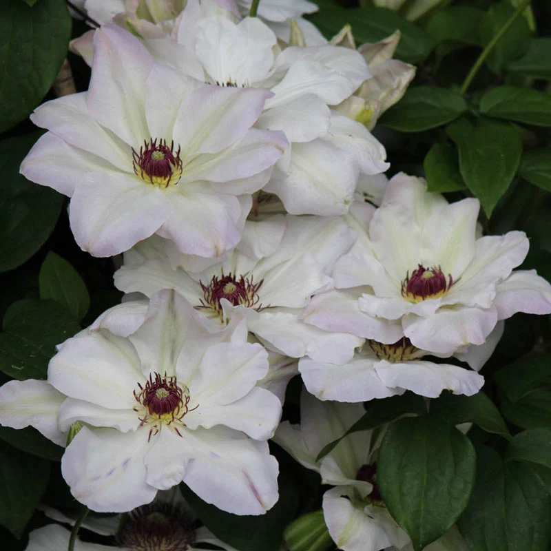 Clematis Ibi - Image 2