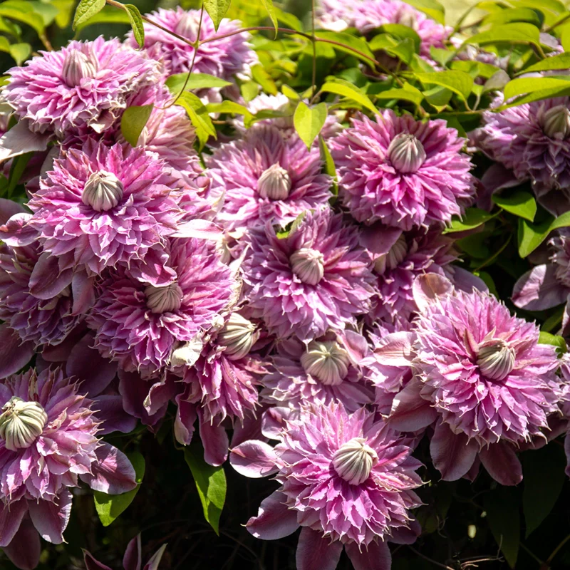 Clematis Josephine - Image 2