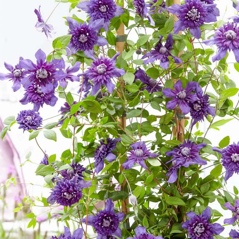 Clematis Kokonoe - Image 2