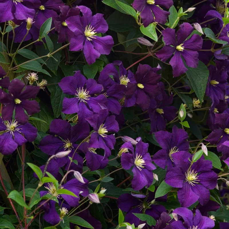 Clematis Lady Betty Balfour