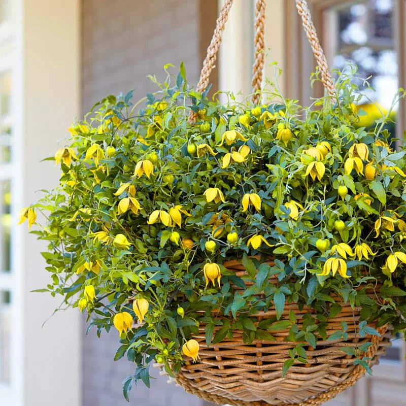 Clematis Little Lemons