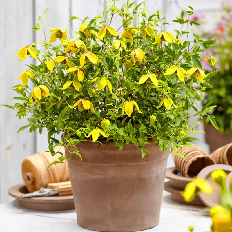 Clematis Little Lemons - Image 2
