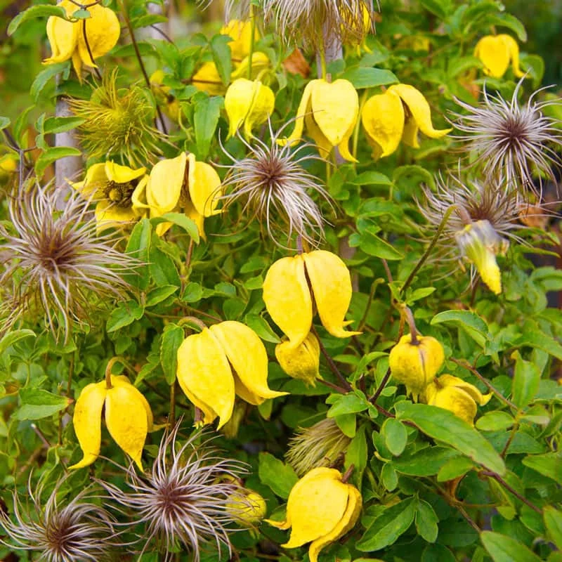 Clematis Little Lemons - Image 3