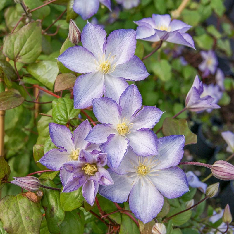 Clematis Lucky Charm - Image 2