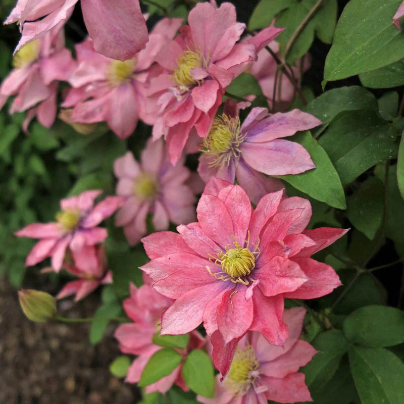 Clematis Little Mermaid - Image 2